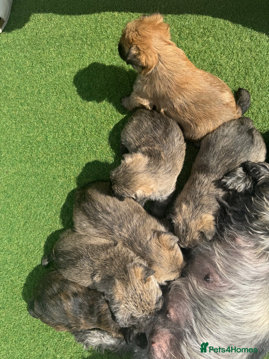 Cairn Terrier dogs for sale: Quality Cairn male pup available 8th August - Image 13