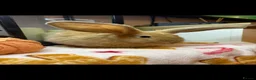 Continental Giant rabbits for sale: Stunning continental giant baby bunny rabbits - Advert 21