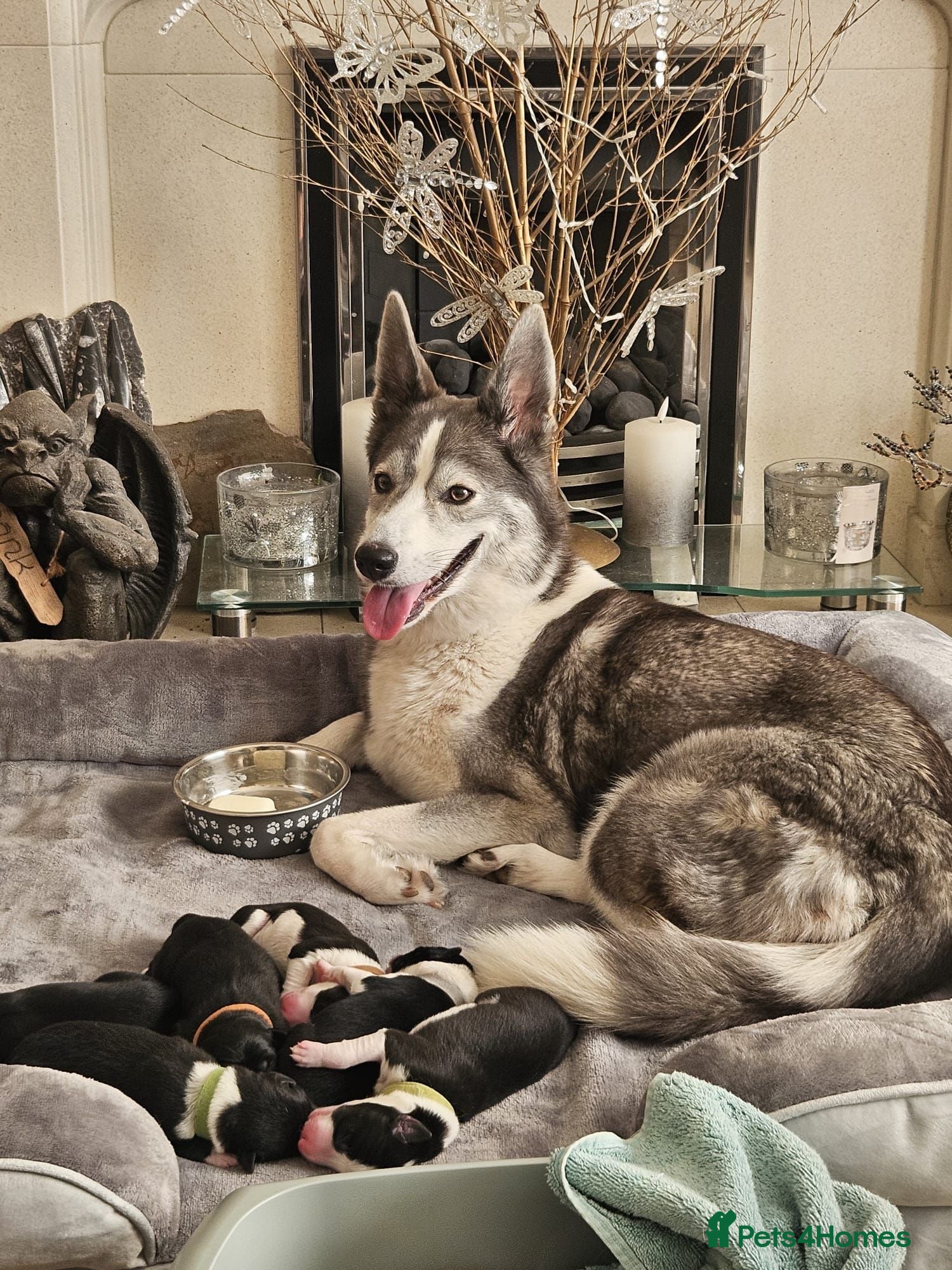 Mixed Breed dogs Border Collie/Husky Cross Puppies  - Advert 2