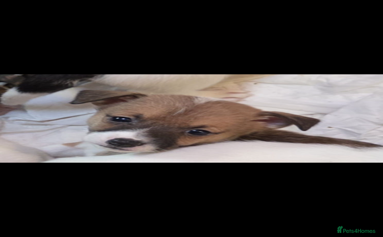 Jack Russell dogs - Advert 3