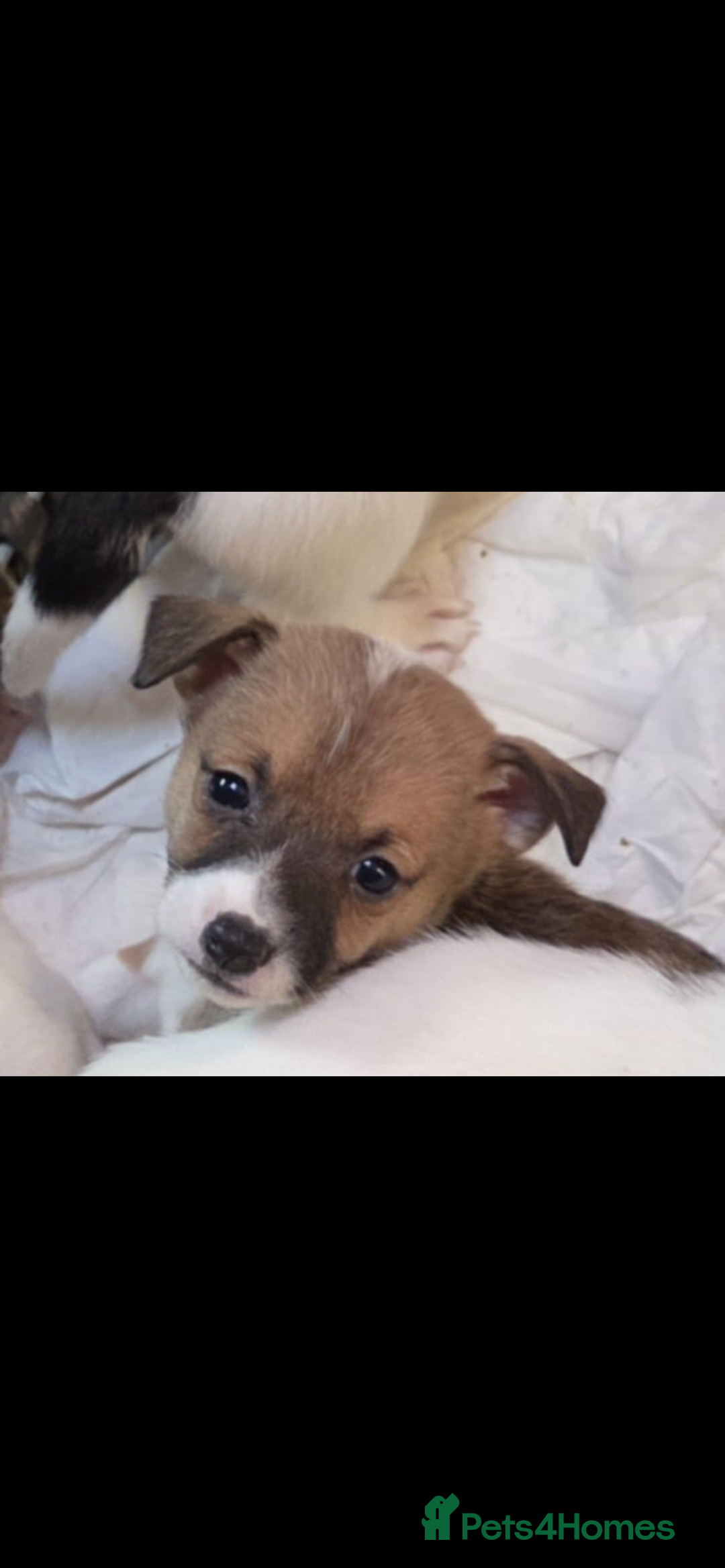Jack Russell dogs for sale: Jack Russel puppies - Image 1