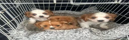 Cavalier King Charles Spaniel dogs for sale: Lovely king Charles Cavalier  - Advert 3