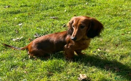Miniature Dachshund dogs for sale: Miniature Longhaired Dachshund  - Image 3