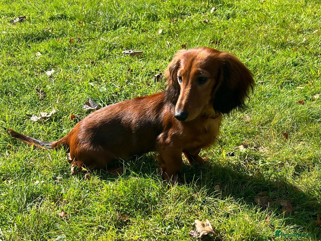 Miniature Dachshund dogs for sale: Miniature Longhaired Dachshund  - Image 3