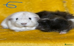 Guinea Pig rodents for sale: Pairs and a group - Image 6