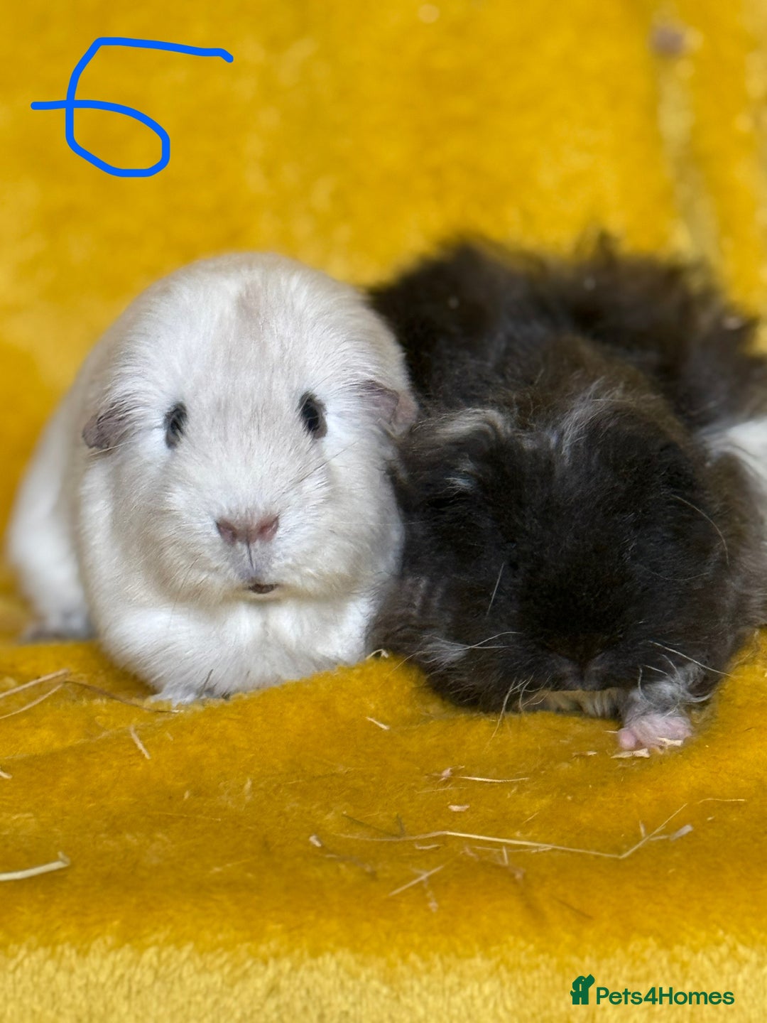 Guinea Pig rodents for sale: Pairs and a group - Image 6
