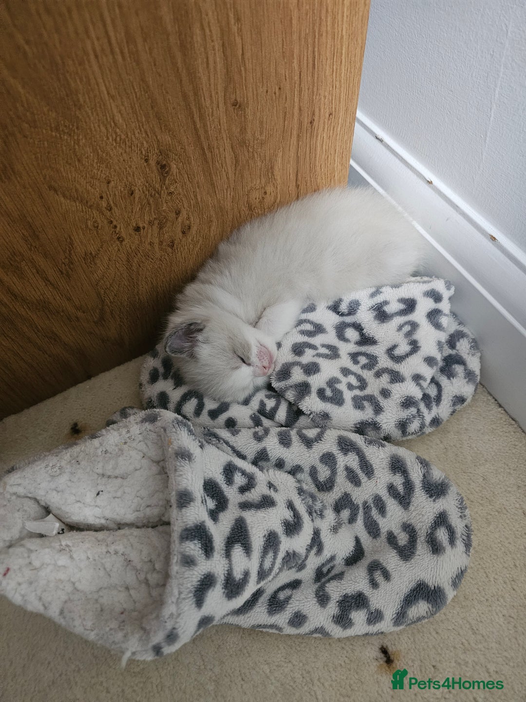 Ragdoll cats for sale: 🐱Kittens Ragdoll Bicolor. 3 Boys and 2 Girls  - Advert 15