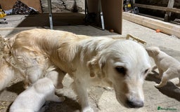 Labrador Retriever dogs for sale: Labrador Retriever Pups Ready for Forever Homes - Image 12
