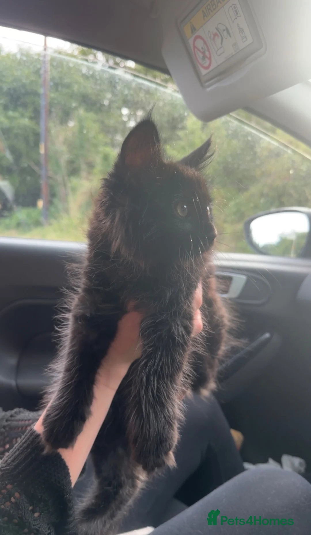 Maine Coon cats for sale: Maine coon kittens  - Advert 2