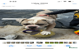 Dorset Olde Tyme Bulldogge dogs for sale: Olde Tyme Bulldogge 4 year old girl - Image 4