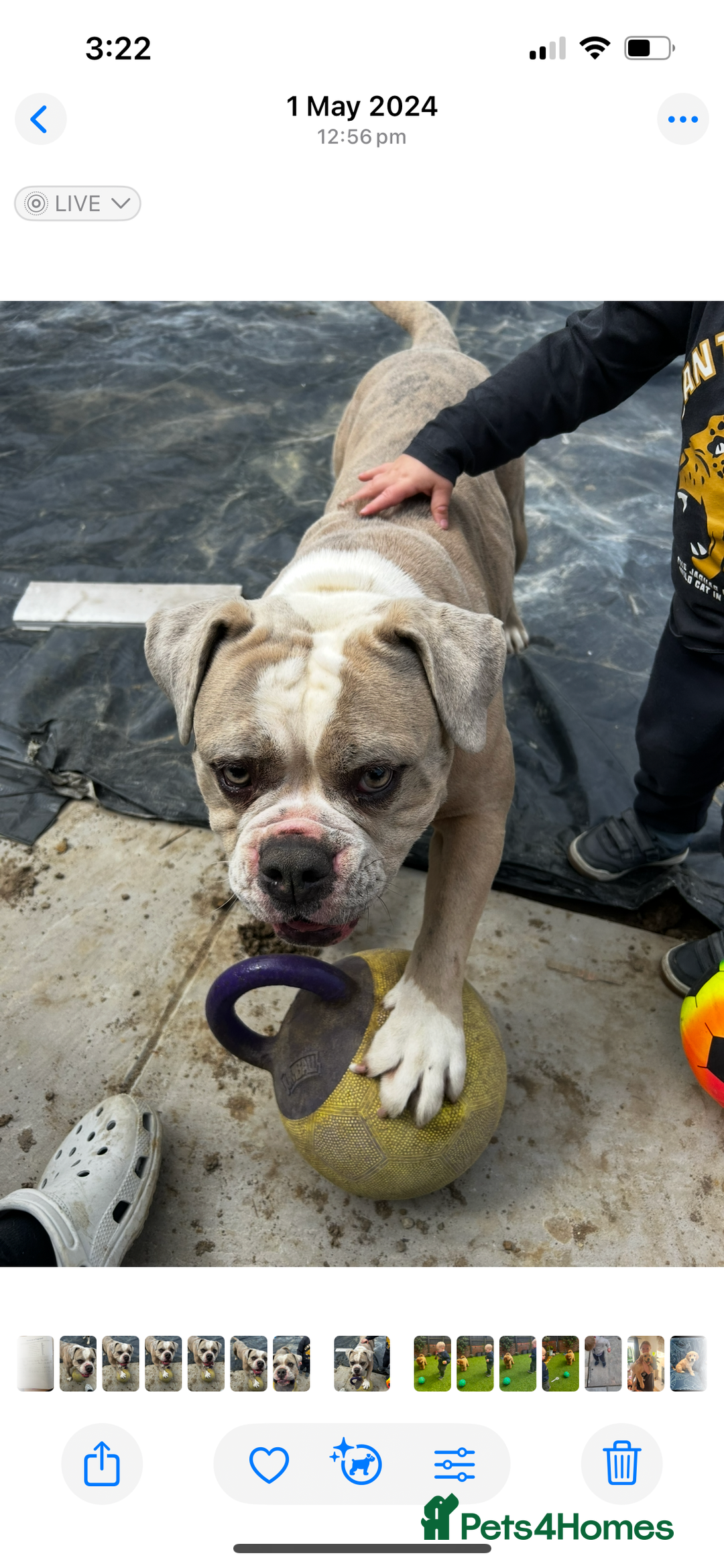 Dorset Olde Tyme Bulldogge dogs for sale: Olde Tyme Bulldogge 4 year old girl - Image 4