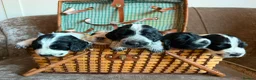 Cocker Spaniel dogs for sale: Kc registered showtype cocker spaniel puppies - Advert 39