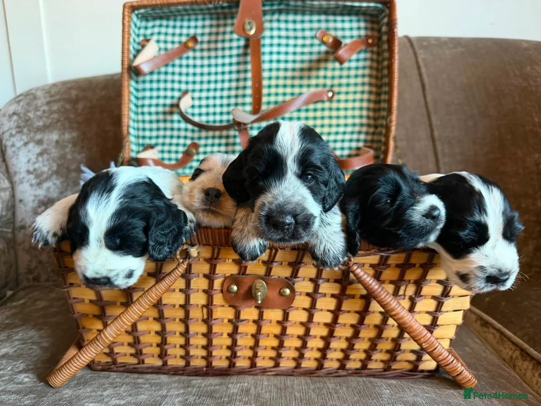 Cocker Spaniel dogs for sale: Kc registered showtype cocker spaniel puppies - Advert 39