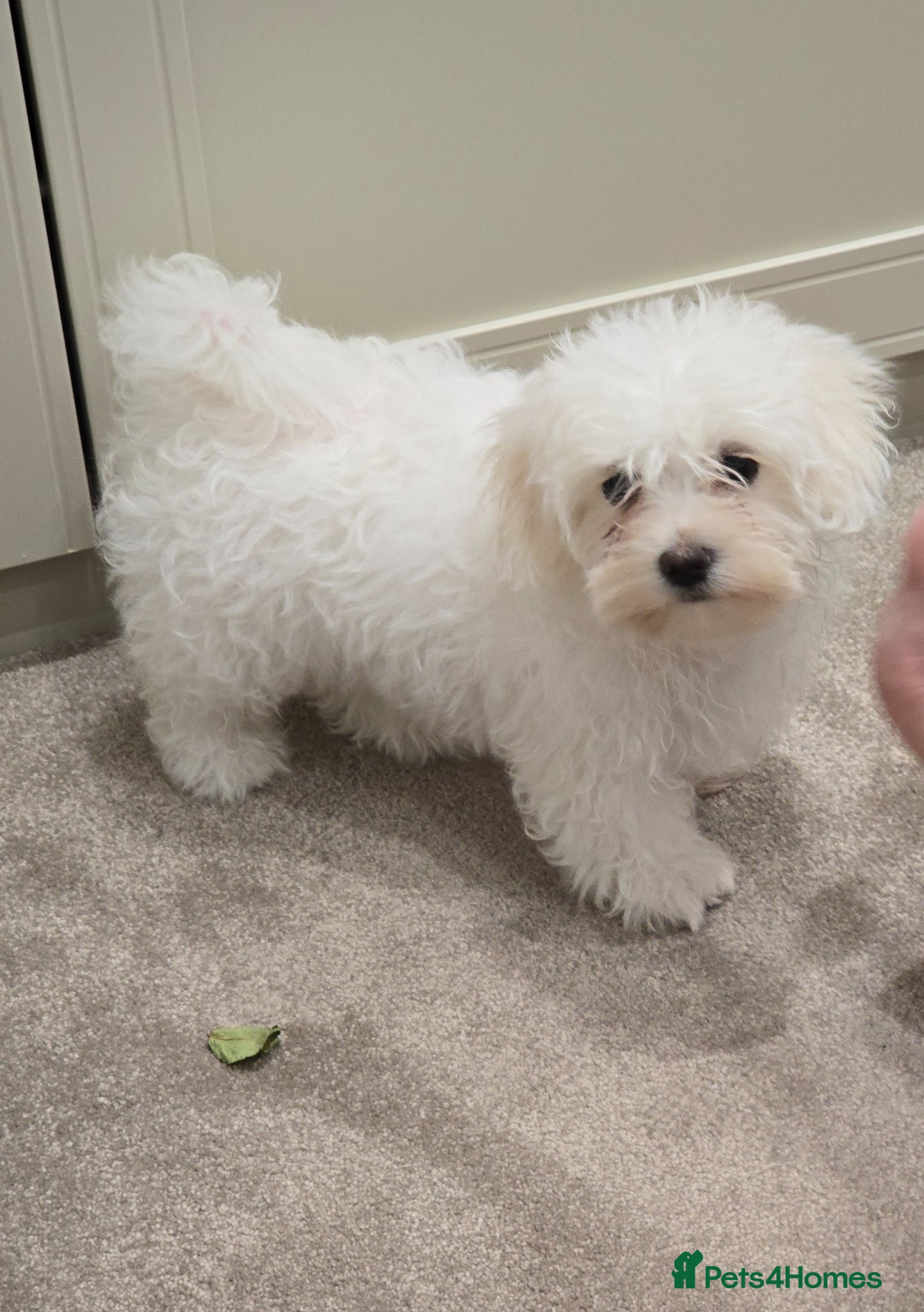 Maltese dogs Maltese - Advert 8