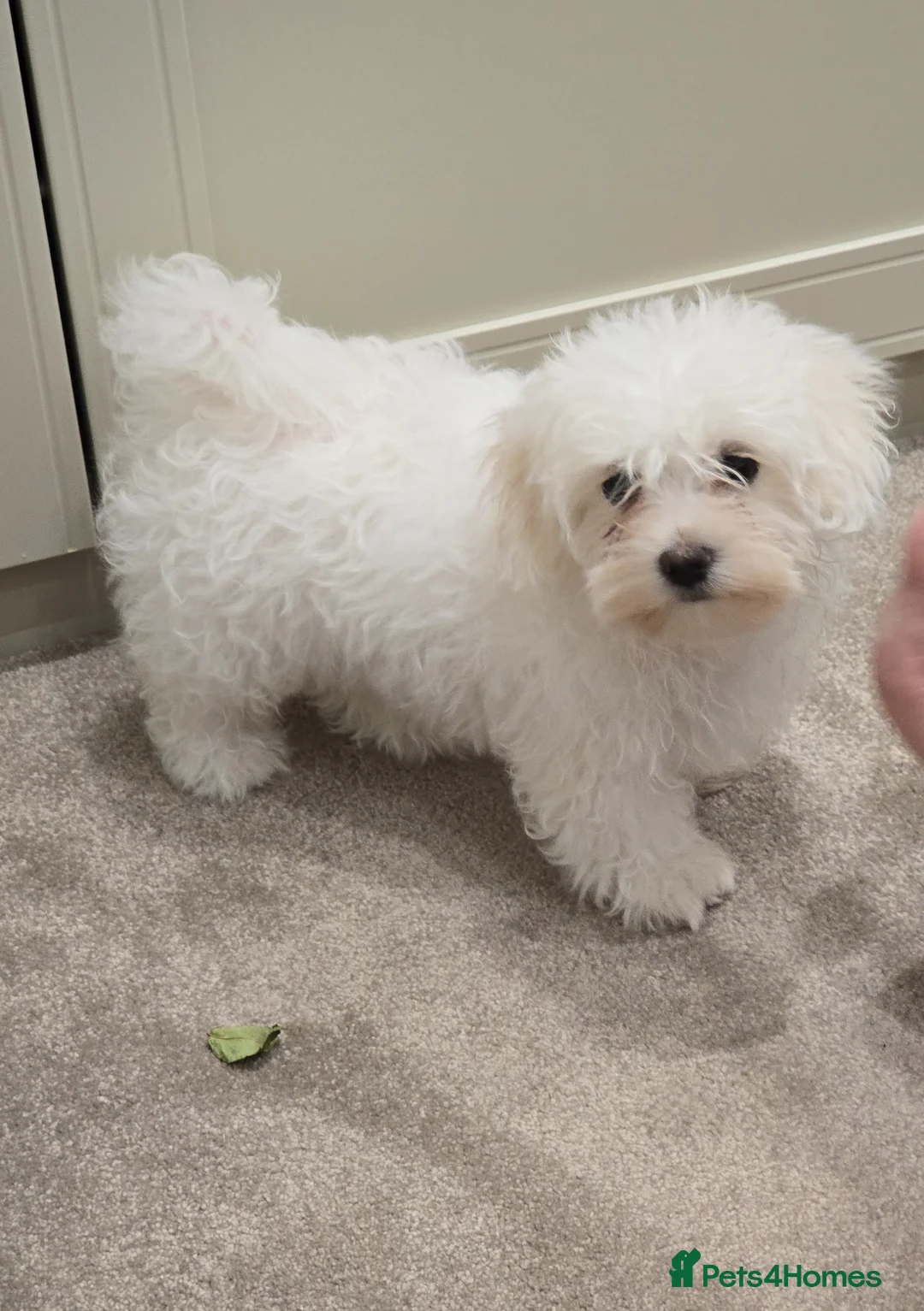 Maltese dogs for sale: Maltese - Advert 1