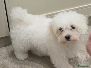 Maltese dogs Maltese - Advert 1