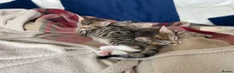 Mixed Breed cats for sale: Pair of tabby kittens for sale - Advert 7