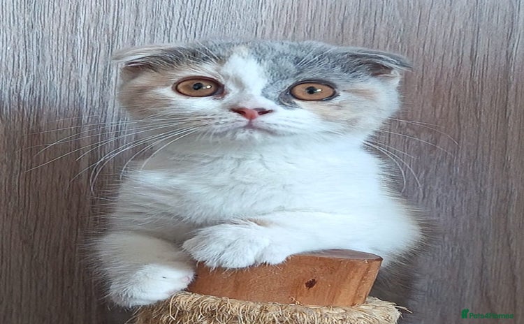 Scottish Fold cats - Advert 2