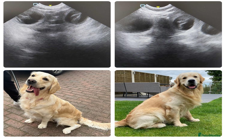 Golden Retriever dogs - Advert 1
