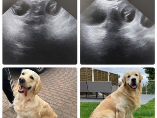 Golden Retriever dogs - Advert 3