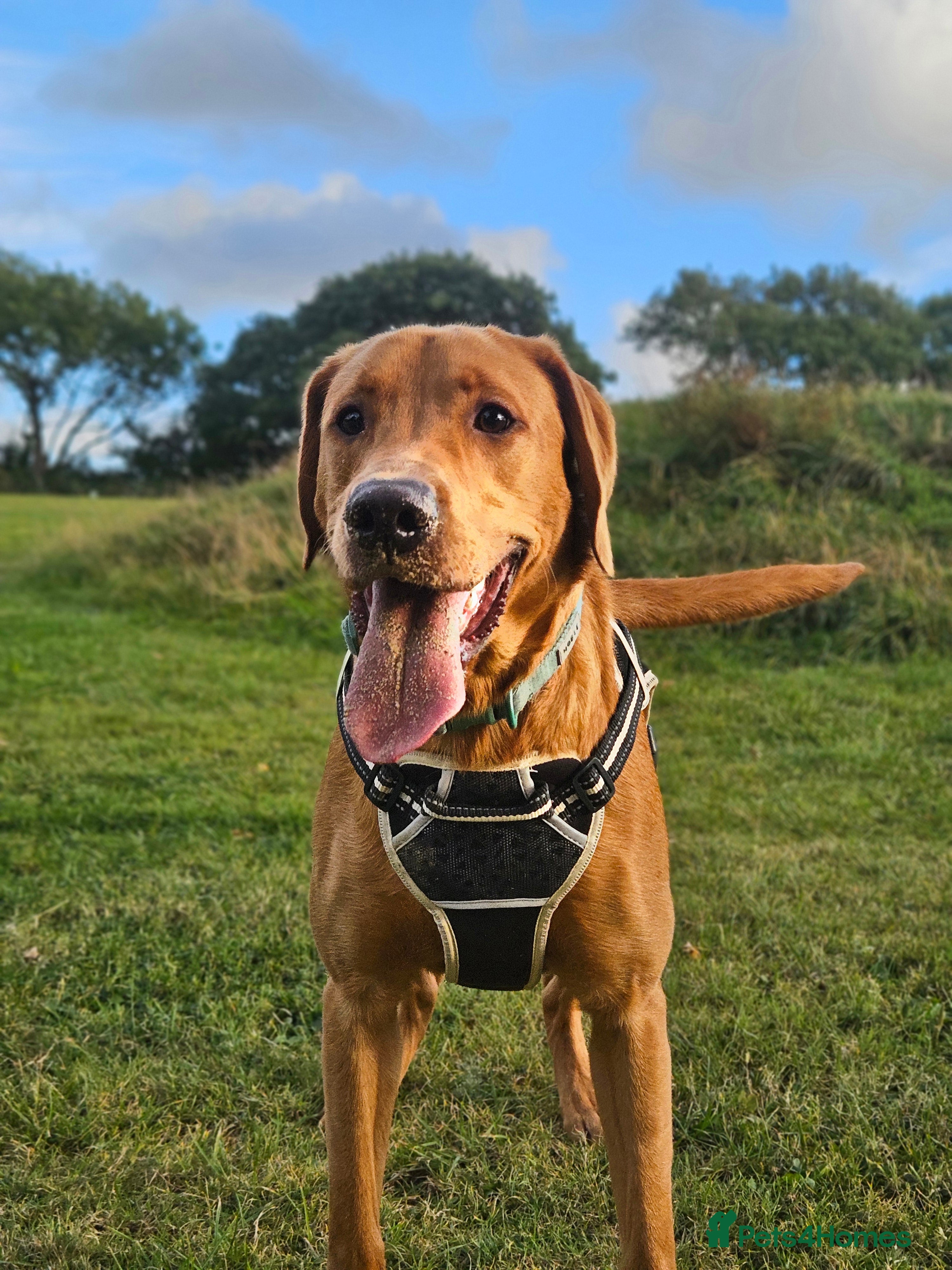 Labrador Retriever dogs Stud Fox Red Lab - Advert 1