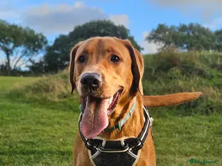 Labrador Retriever dogs Stud Fox Red Lab - Advert 1