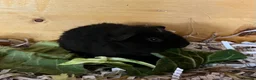 Guinea Pig rodents for sale: Pure bred Teddy boys/boars - Advert 19