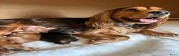 Cocker Spaniel dogs for sale: Two Perfectly Stunning Show Cocker Girls in Bridgwater - Advert 3