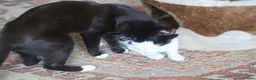 Mixed Breed cats for sale: Tuxedo and white kittens in Stafford - Advert 2