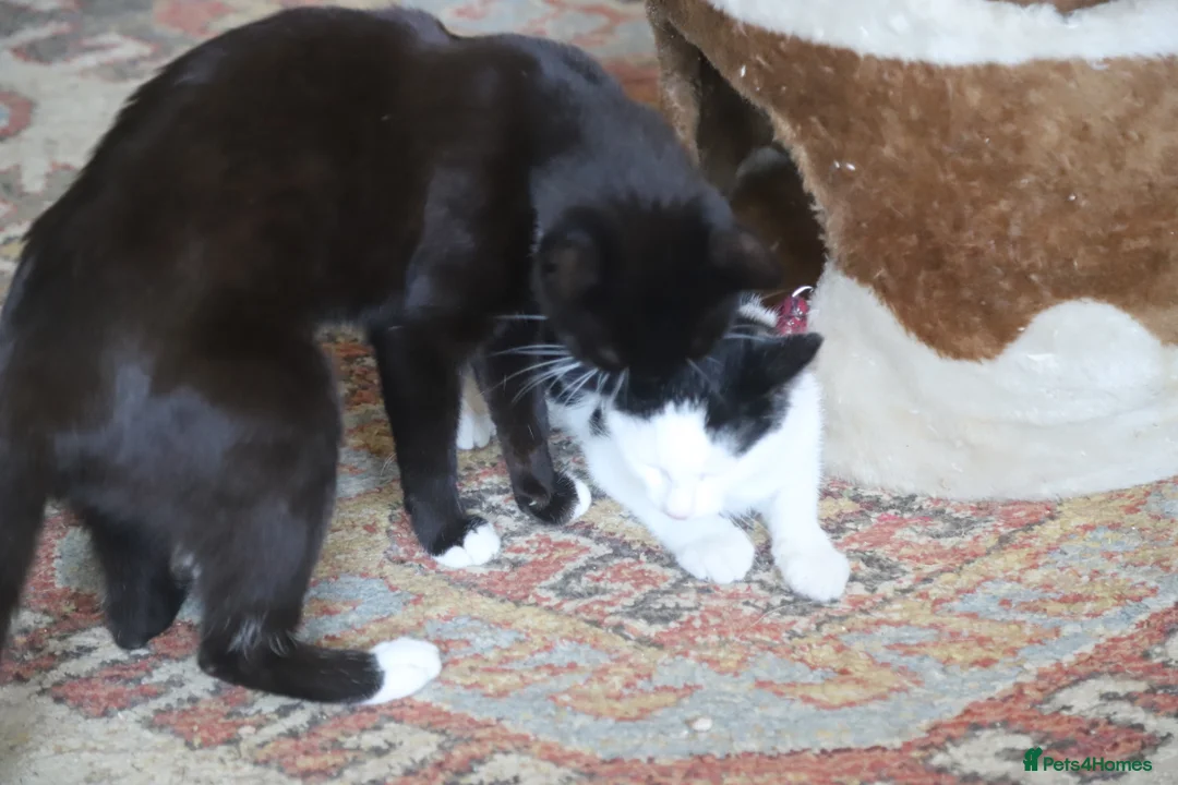 Mixed Breed cats for sale: Tuxedo and white kittens in Stafford - Advert 2
