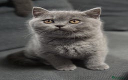 British Shorthair cats for sale: LAST BRITISH SHORTHAIR BLUE - GCCF REGISTERED  - Image 10