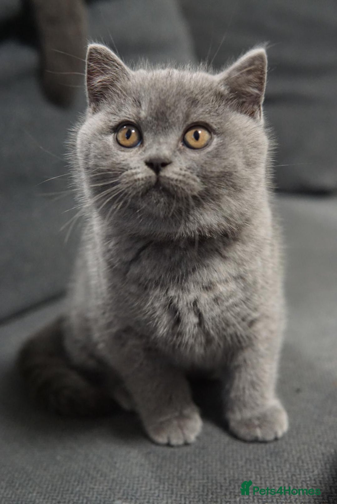 British Shorthair cats for sale: LAST BRITISH SHORTHAIR BLUE - GCCF REGISTERED  - Image 10