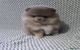 Pomeranian dogs for sale: KC outstanding puppies lilac tan lavender chocolat - Image 2