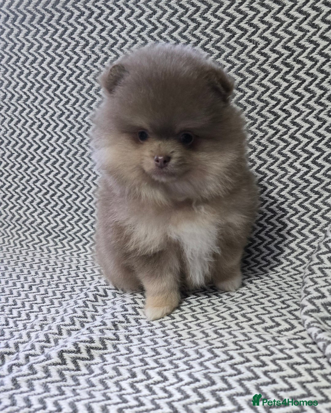Pomeranian dogs for sale: KC outstanding puppies lilac tan lavender chocolat - Image 2