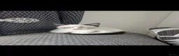 Exotic cats for sale: Ragdoll Kitten  - Advert 2
