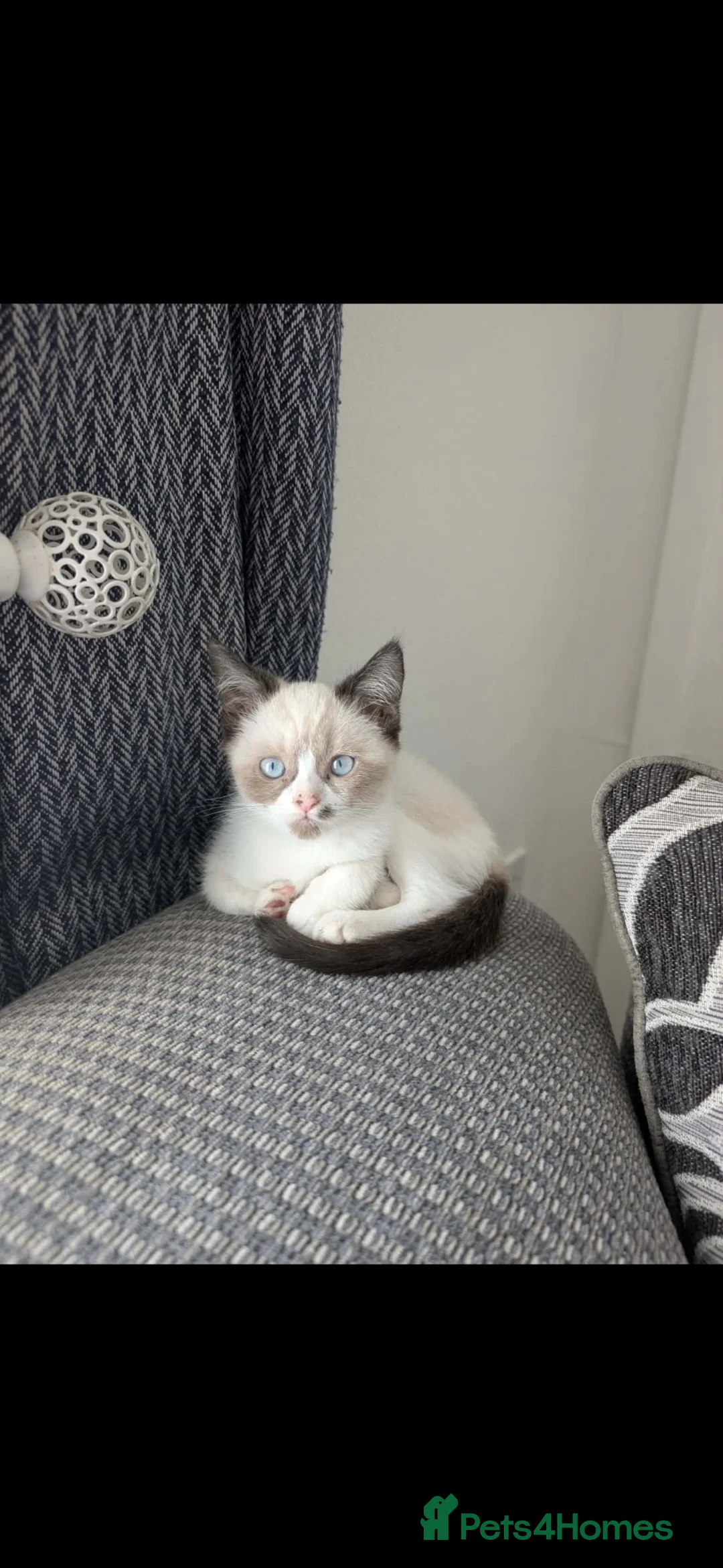 Exotic cats for sale: Ragdoll Kitten  - Advert 2