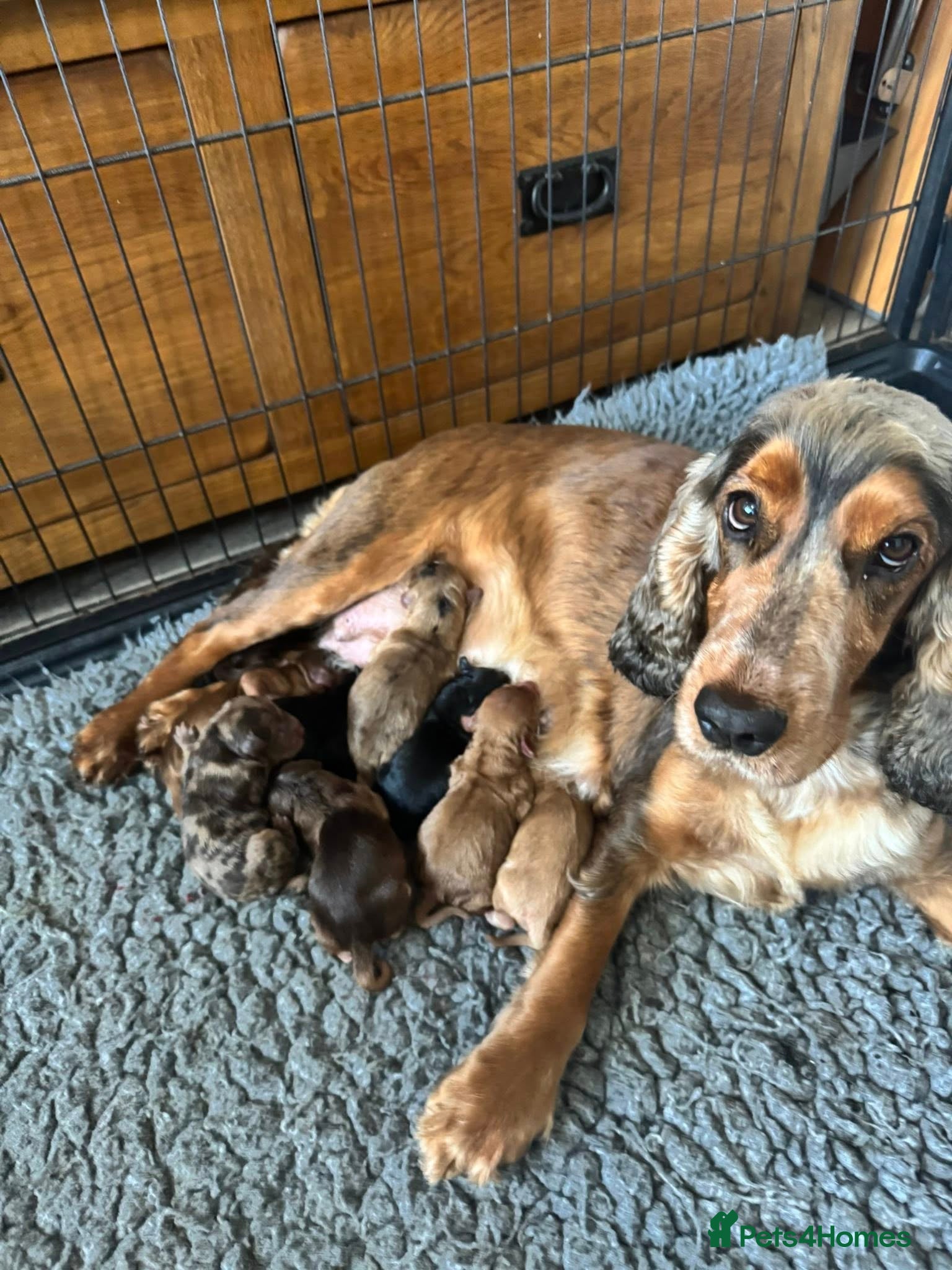 Cockapoo dogs ❤️DNA Tested Rare Sable Cockapoos, Ready 5th Feb  - Advert 5