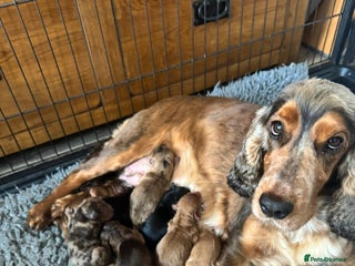 Cockapoo dogs ❤️DNA Tested Rare Sable Cockapoos, Ready 5th Feb - Advert 5