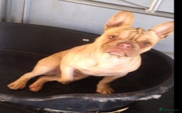 French Bulldog dogs for sale: I have 2 frenchie needed rehoming asap - Image 2