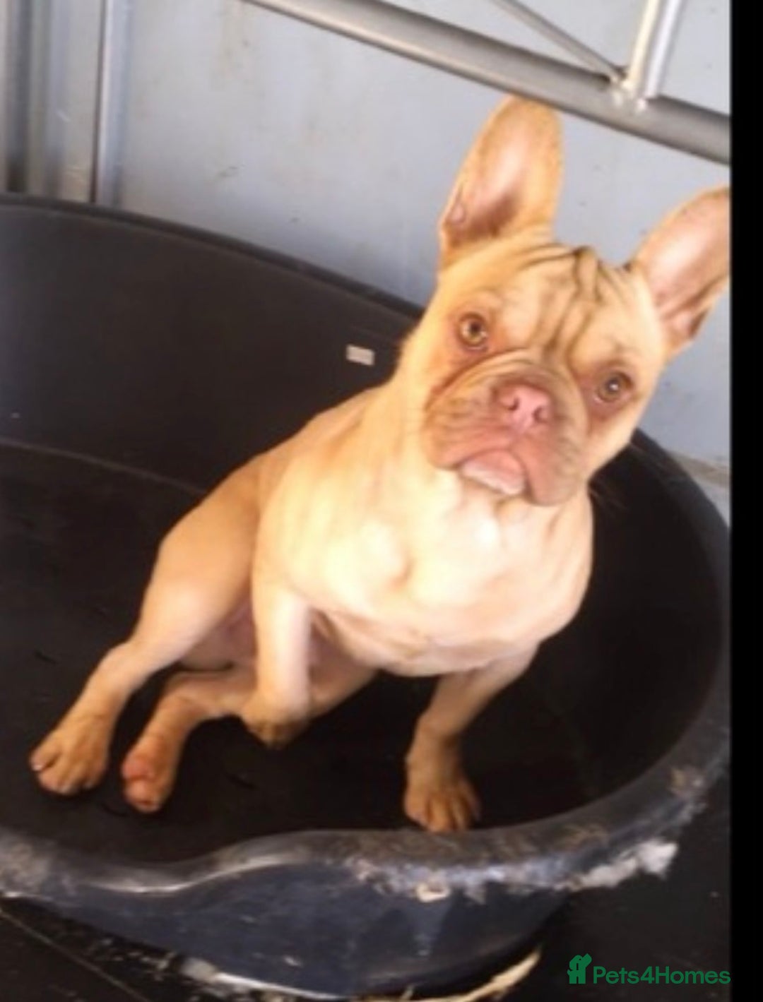 French Bulldog dogs for sale: I have 2 frenchie needed rehoming asap - Image 2