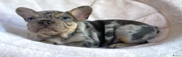 French Bulldog dogs for sale: TOP QUALITY FRENCH BULLDOG PUPPIES  - Advert 9