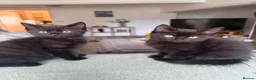 Domestic Shorthair cats for sale: Two black female kittens ready to leave now!  - Advert 2