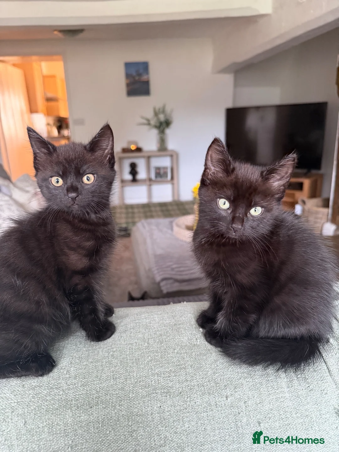 Domestic Shorthair cats for sale: Two black female kittens ready to leave now!  - Advert 2