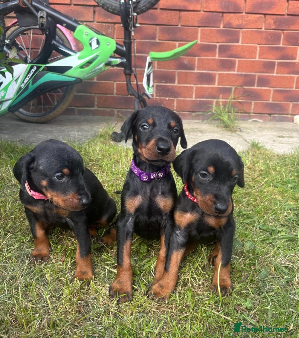 Dobermann dogs Kc reg Health tested parents Black and Tan girls  - Advert 4