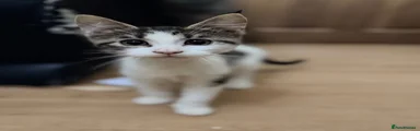 Maine Coon 1