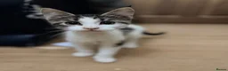 Maine Coon cats for sale: Half Maine Coon kittens  in Oldham - Advert 6