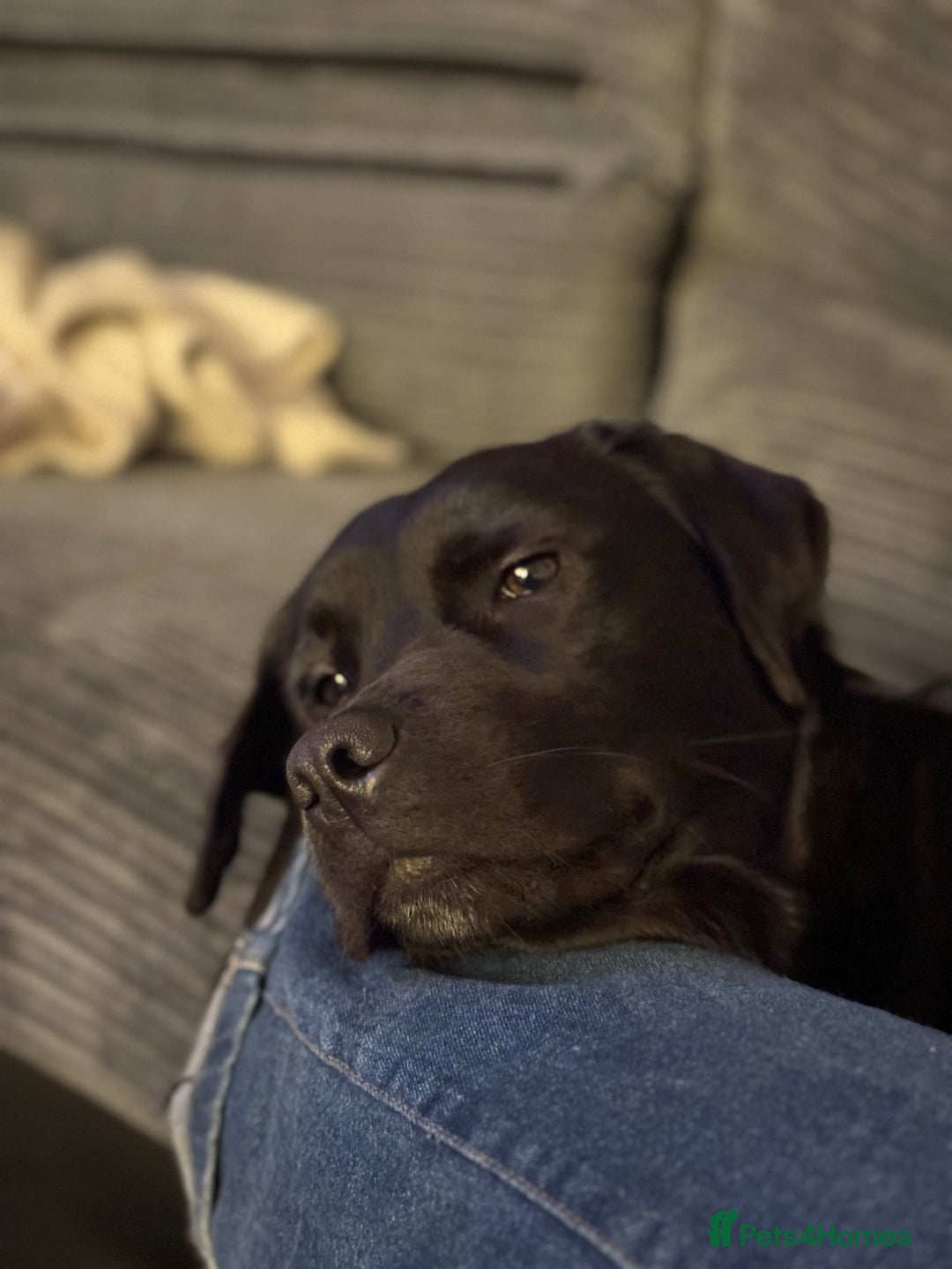 Mixed Breed dogs for sale: Black Lab/Staffy - Image 2