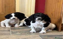 English Springer Spaniel dogs for sale: Stunning DNA Clear KC Springer Spaniel Puppies  - Image 11