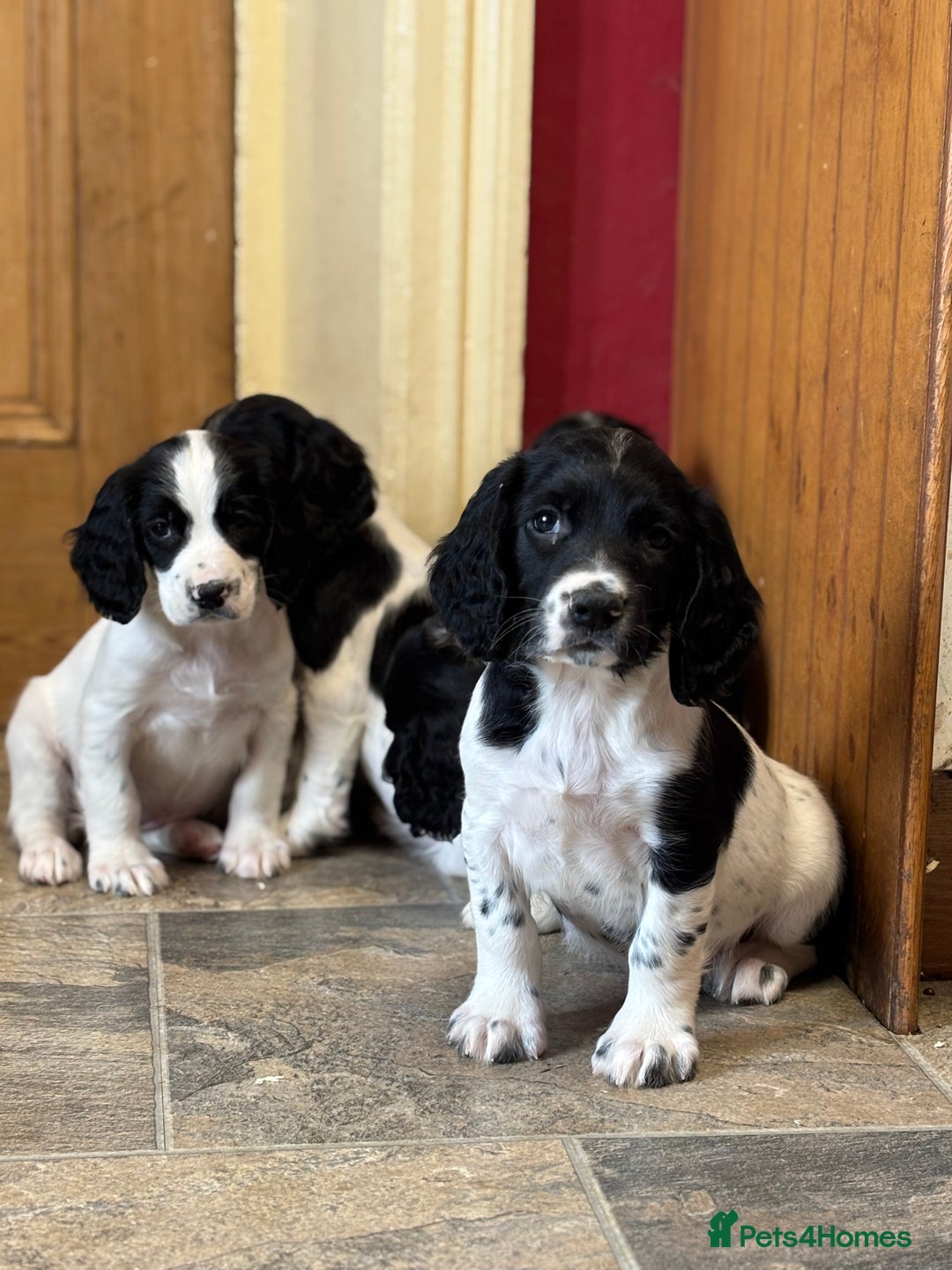 English Springer Spaniel dogs for sale: Stunning DNA Clear KC Springer Spaniel Puppies  - Image 11