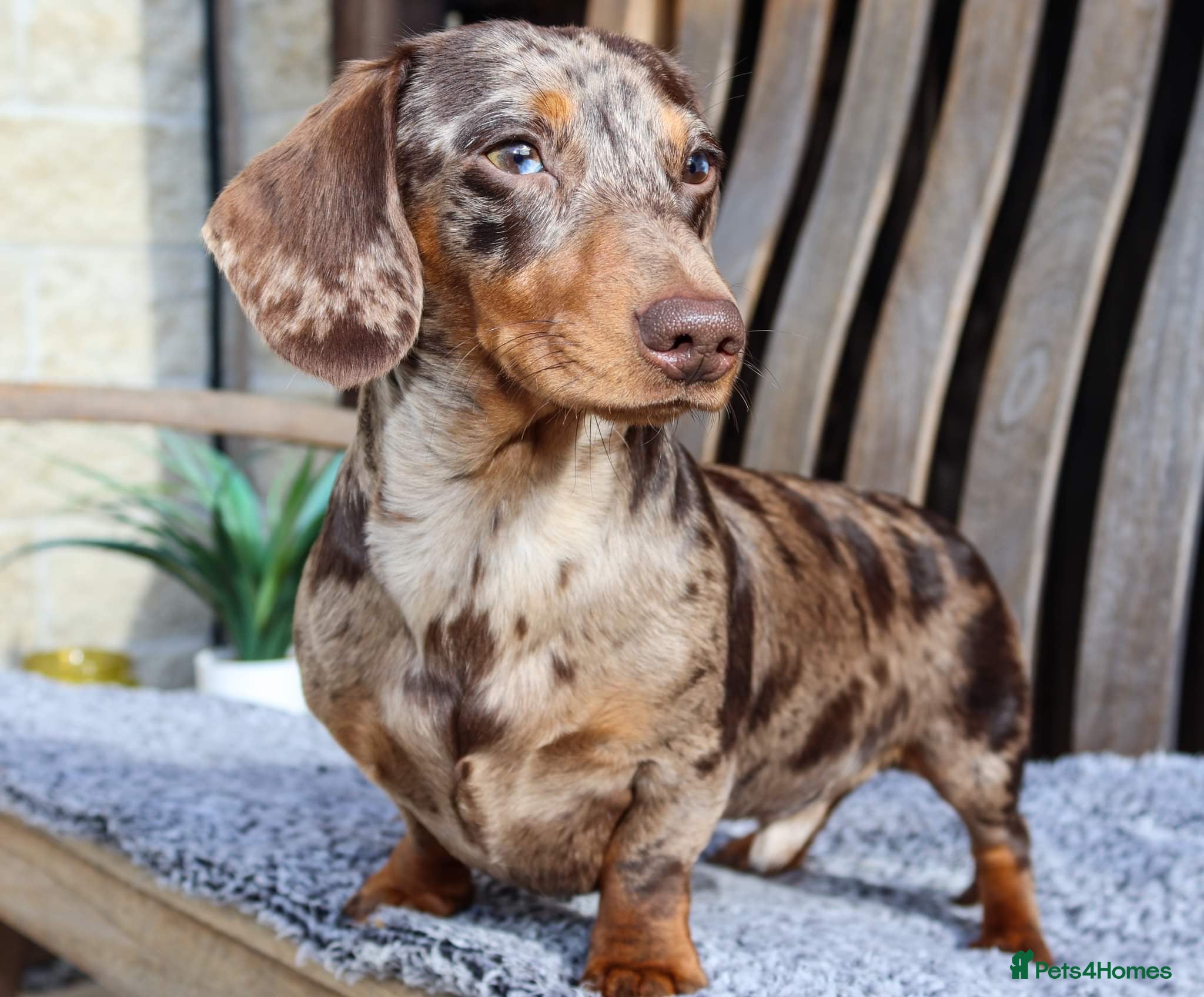 Miniature Dachshund dogs Extensively Health Tested KC REG Mini Dachshund in Littleborough - Advert 24
